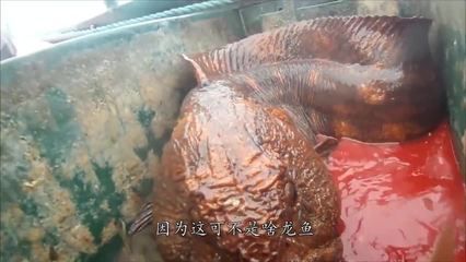 懷孕夢見龍魚是什么意思（【夢見龍魚】周公解夢大全） 龍魚百科 第3張