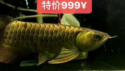 祥龍魚場的龍魚寓意好，風水好（關于祥龍魚場的龍魚寓意及其風水作用及其風水作用） 龍魚百科 第1張