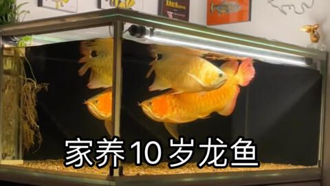 紅龍魚公魚漂亮還是母魚漂亮（紅龍魚公魚和母魚在外觀上各有特點） 龍魚百科 第4張