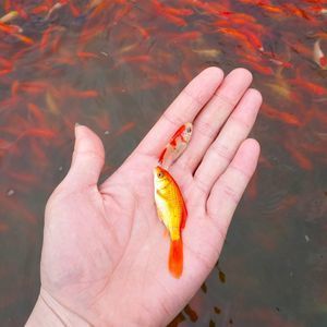 紅龍魚為什么黃皮不吃飼料（紅龍魚不吃東西的原因及處理方法） 龍魚百科 第1張