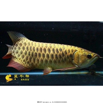 金龍魚30公分沒珠鱗了嗎（如何區(qū)分金龍魚的品種） 龍魚百科 第1張