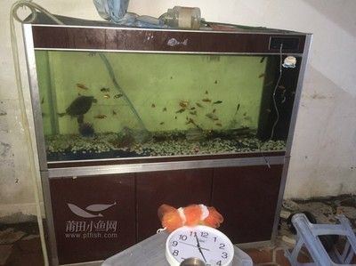 金龍魚20厘米用多大魚缸養(yǎng)（養(yǎng)20公分金龍魚需要多大魚缸） 龍魚百科 第4張