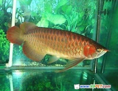 紅龍魚(yú)是什么時(shí)候出現(xiàn)的（紅龍魚(yú)的歷史是怎么來(lái)的？） 龍魚(yú)百科 第3張