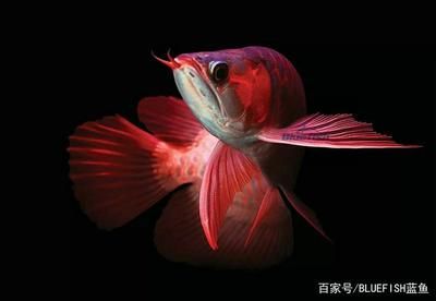 紅龍魚(yú)是什么時(shí)候出現(xiàn)的（紅龍魚(yú)的歷史是怎么來(lái)的？） 龍魚(yú)百科 第6張