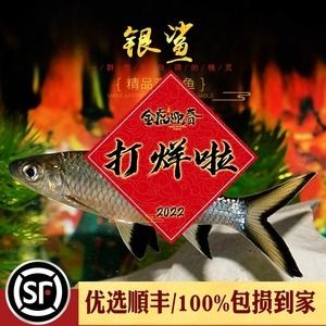 紅龍魚高端配魚（紅龍魚的高端配魚） 龍魚百科 第7張