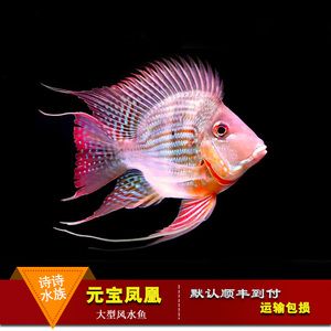 紅龍魚的最佳混養(yǎng)魚（紅龍魚和什么魚混養(yǎng)最好） 龍魚百科 第7張