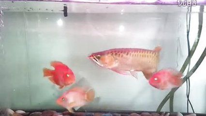 紅金龍魚(yú)拍賣(mài)價(jià)格表最新（紅金龍魚(yú)價(jià)格-最新紅金龍魚(yú)價(jià)格、批發(fā)報(bào)價(jià)、價(jià)格大全阿里巴巴加載更多） 龍魚(yú)百科 第3張