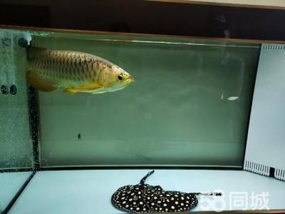 金龍魚(yú)20厘米用多大魚(yú)缸（20厘米的金龍魚(yú)需要多大的魚(yú)缸,魚(yú)缸尺寸是多少） 龍魚(yú)百科 第4張