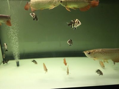 紅龍魚燈什么牌子好用點（關(guān)于紅龍魚燈的品牌選擇） 龍魚百科 第7張