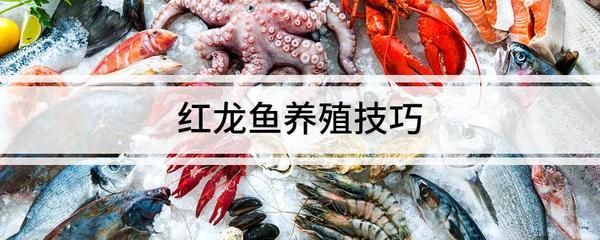 紅龍魚(yú)養(yǎng)殖溫度是多少（紅龍魚(yú)水溫多少度最好,多少度發(fā)色好） 龍魚(yú)百科 第4張