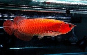 紅龍魚辣椒紅：世界上8大紅龍魚品種，一條價值高達268萬元! 龍魚百科 第1張