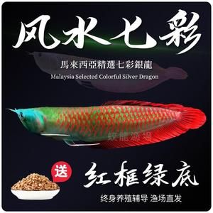 紅龍魚魚苗真假鑒別方法：如何鑒別紅龍魚的真假 龍魚百科 第5張