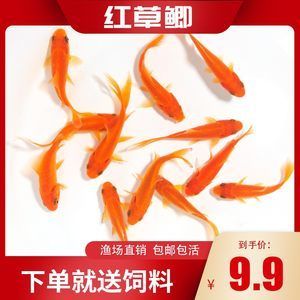 紅龍魚喂什么飼料好養(yǎng)又好看 龍魚百科 第4張