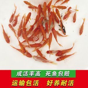 紅龍魚喂什么飼料好養(yǎng)又好看 龍魚百科 第6張