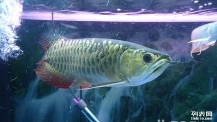 過(guò)背金龍魚多久能過(guò)背：過(guò)背金龍魚是什么意思