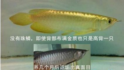 高背金龍魚(yú)怎么上金質(zhì)魚(yú)：淺談高背金龍魚(yú)飼養(yǎng)的方法