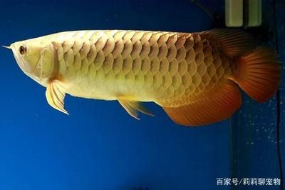 高背金龍魚(yú)怎么上金質(zhì)魚(yú)：淺談高背金龍魚(yú)飼養(yǎng)的方法