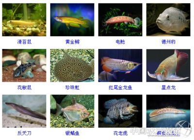 紅尾珍珠龍魚好養(yǎng)嗎：珍珠龍魚和紅龍魚的養(yǎng)殖難度 龍魚百科 第6張