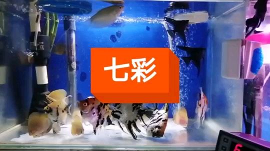 真正:七彩+神仙=七彩神仙魚：一入魚門深似海