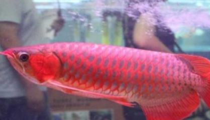 張掖市甘州區(qū)熱帶雨林水族館：張掖市熱帶雨林水族館 全國觀賞魚市場