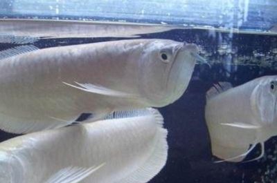 犍為花魚谷水族館：樂山犍為花魚谷水族館 全國(guó)觀賞魚市場(chǎng)