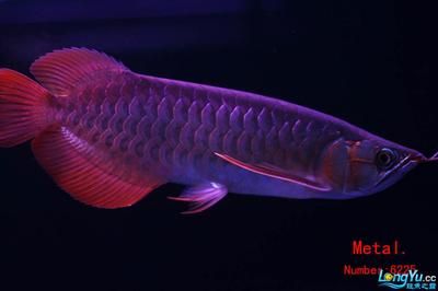 回民區(qū)雨淇水族館：呼和浩特回民區(qū)雨淇水族館 全國觀賞魚市場