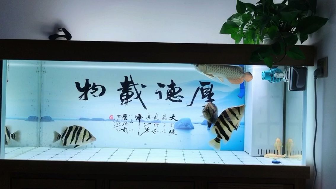 魚友們！虎魚蒙眼是不是難治？：內蒙和外蒙還有鉆石眼到底是啥意思,到底是啥意思