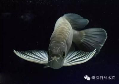 金龍魚別名：金龍魚品種分類詳解金龍魚的別名包括美麗硬仆骨舌魚等 龍魚百科 第6張