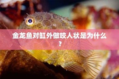 金龍魚被咬了怎么辦：金龍魚被咬傷了怎么辦