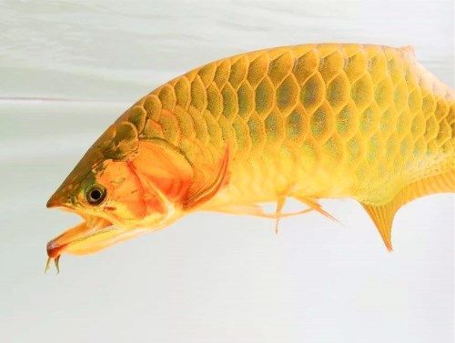 金龍魚吃多少小魚會(huì)死：在飼養(yǎng)金龍魚時(shí)，需要注意一些基本事項(xiàng)以確保它們的健康 龍魚百科 第5張