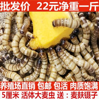 金龍魚吃的蟲子：金龍魚可以吃什么蟲子 龍魚百科 第2張