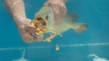 金龍魚吃的蟲子：金龍魚可以吃什么蟲子 龍魚百科 第7張