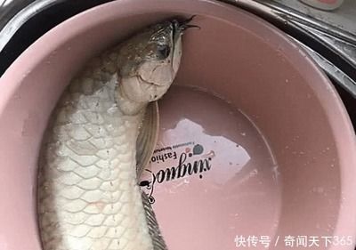 金龍魚從多大開始養(yǎng)最好：金龍魚從多大開始養(yǎng)比較好 龍魚百科 第2張