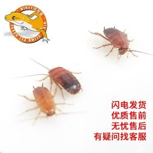 金龍魚吃食不猛怎么辦：金龍魚食欲不好怎么辦360問答360問答 龍魚百科 第4張