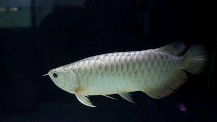 金龍魚(yú)白化：從零開(kāi)始認(rèn)識(shí)白金龍魚(yú)系列之十七:白化紅龍 龍魚(yú)百科 第7張