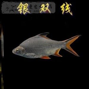 金龍魚吃活魚好嗎：金龍魚吃什么食物最好 龍魚百科 第6張