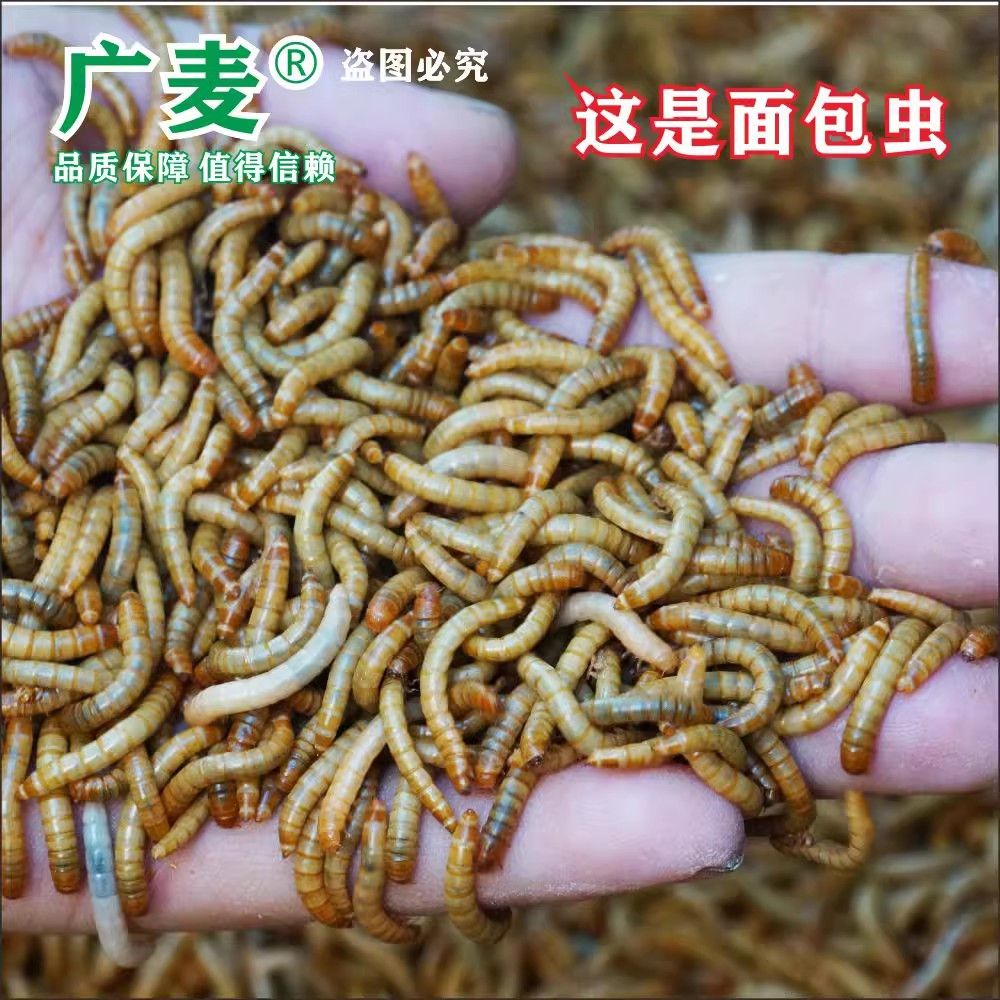 金龍魚吃面包蟲的好處有哪些：金龍魚吃面包蟲好嗎 龍魚百科 第7張