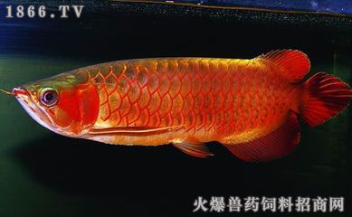 金龍魚吃什么飼料發(fā)色快又好看：金龍魚吃什么發(fā)色好金龍魚吃什么發(fā)色最好 龍魚百科 第4張