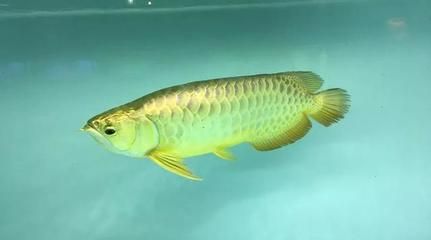 金龍魚吃食不積極什么原因：金龍魚不吃食怎么辦 龍魚百科 第6張