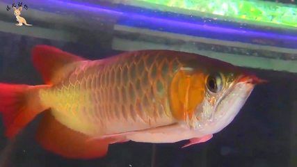 金龍魚吃框：關(guān)于金龍魚鱗片吃框是否從尾部慢慢吃過完 龍魚百科 第1張