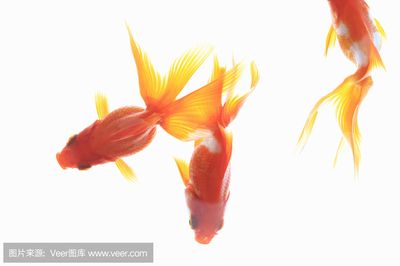 金龍魚(yú)壁紙招財(cái)魚(yú)：關(guān)于金龍魚(yú)壁紙招財(cái)魚(yú)的問(wèn)題