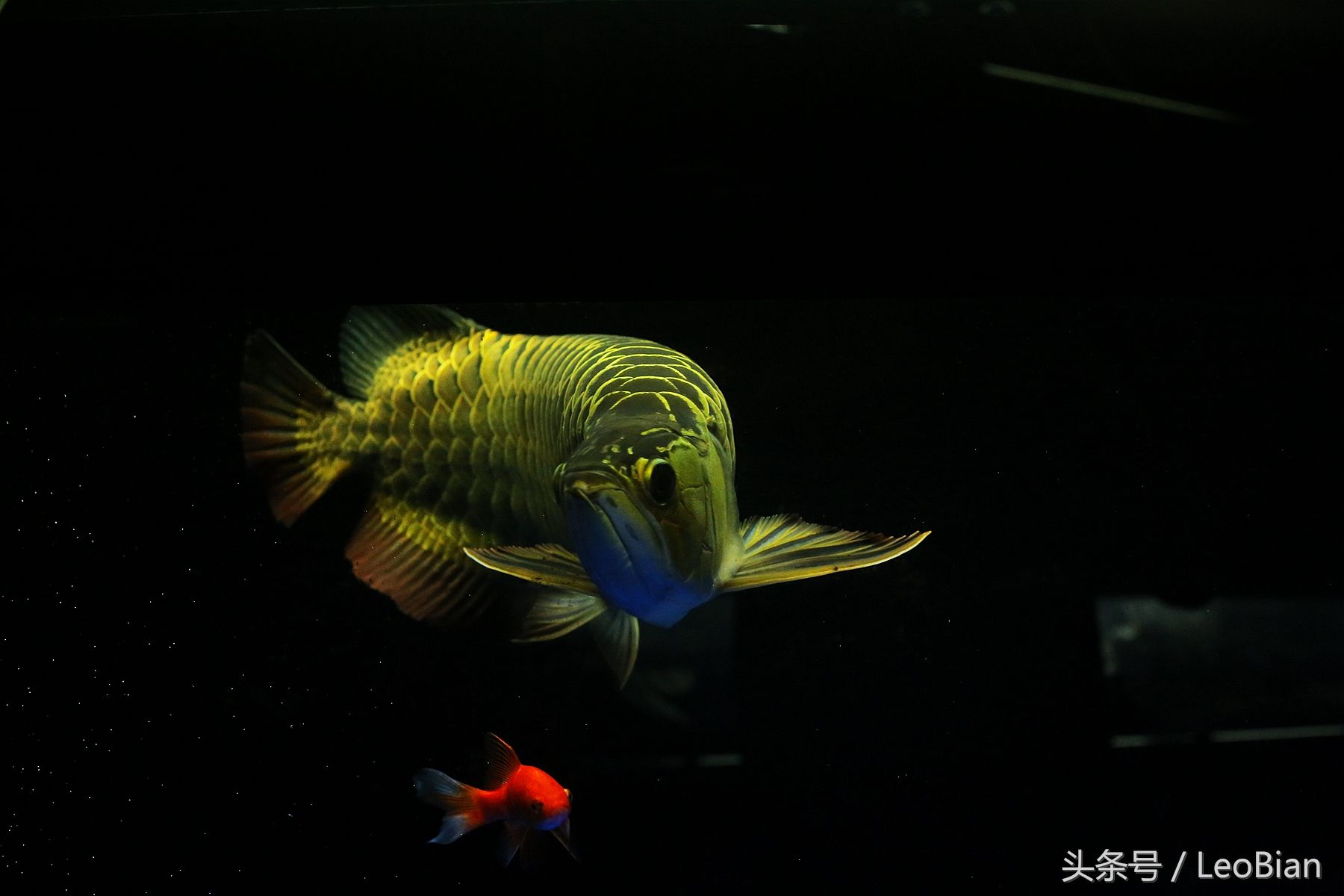 金龍魚(yú)半年沒(méi)吃食什么原因造成的：金龍魚(yú)不吃食怎么辦 龍魚(yú)百科 第4張