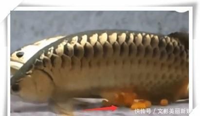 金龍魚(yú)不吃什么魚(yú)：金龍魚(yú)不吃東西怎么辦