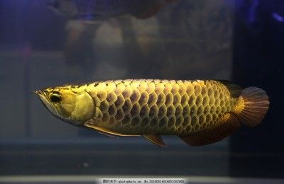 金龍魚寵物魚：寵物大全:金龍魚飼養(yǎng)金龍魚的正確方法知識介紹