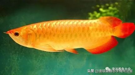 金龍魚(yú)不夠金黃怎么辦：怎樣養(yǎng)金龍魚(yú)變金黃色 龍魚(yú)百科 第2張