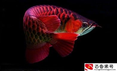 金龍魚(yú)吃什么比較好：金龍魚(yú)吃什么最好