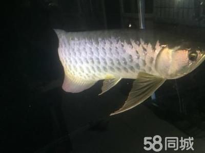 金龍魚(yú)不過(guò)背會(huì)死嗎：公金龍魚(yú)孵出小魚(yú)后金龍魚(yú)會(huì)死嗎360問(wèn)答 龍魚(yú)百科 第6張