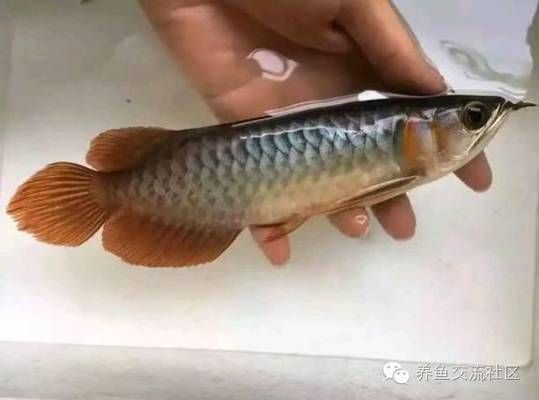 金龍魚吃什么增色快又好看：金龍魚吃什么會上色快 龍魚百科 第5張