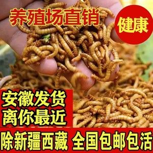 金龍魚吃了面包蟲后偏吃怎么辦：金龍魚吃面包蟲多了,現(xiàn)在不吃東西乙,怎么辦 龍魚百科 第2張