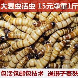 金龍魚吃了面包蟲后偏吃怎么辦：金龍魚吃面包蟲多了,現(xiàn)在不吃東西乙,怎么辦 龍魚百科 第1張